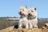 WESTIE 229